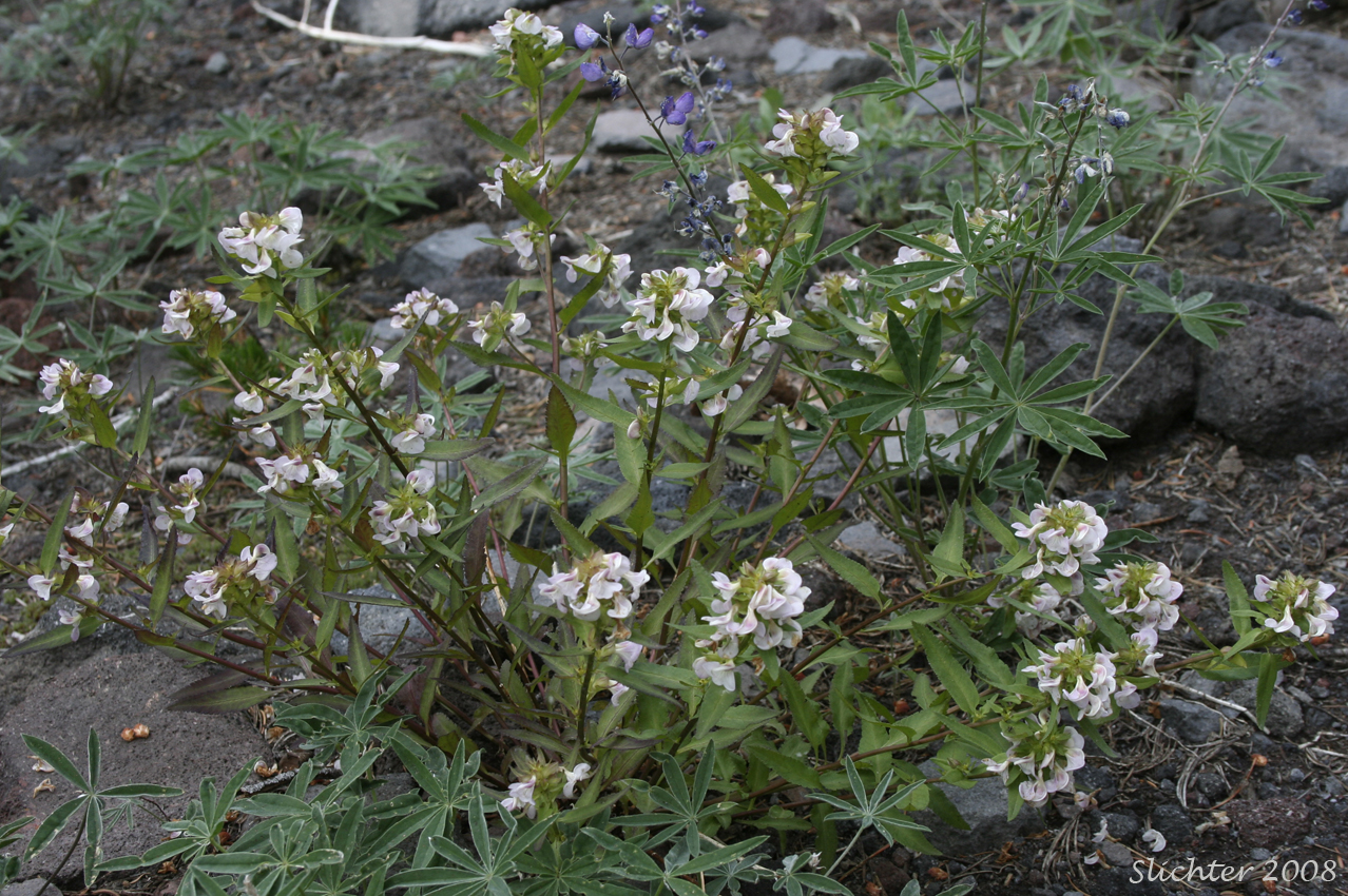 Sickletop Lousewort, White Sickletop Lousewort: Pedicularis racemosa var. alba (Synonym: Pedicularis racemosa ssp. alba)