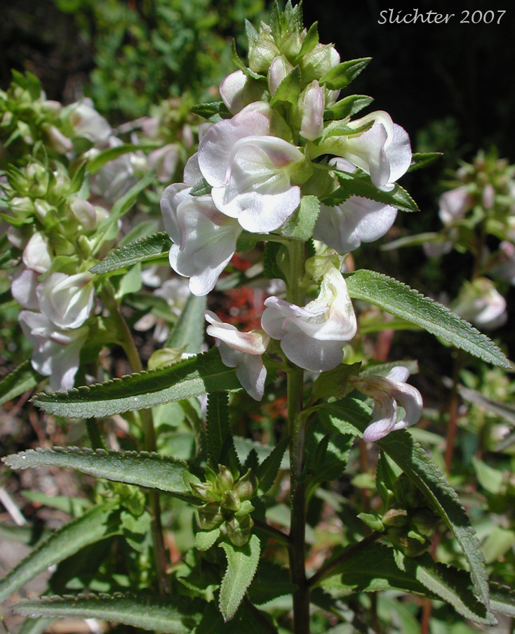 Sickletop Lousewort, White Sickletop Lousewort: Pedicularis racemosa var. alba (Synonym: Pedicularis racemosa ssp. alba)