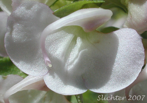 Flower of Sickletop Lousewort, White Sickletop Lousewort: Pedicularis racemosa var. alba (Synonym: Pedicularis racemosa ssp. alba)