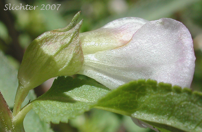 Sickletop Lousewort, White Sickletop Lousewort: Pedicularis racemosa var. alba (Synonym: Pedicularis racemosa ssp. alba)