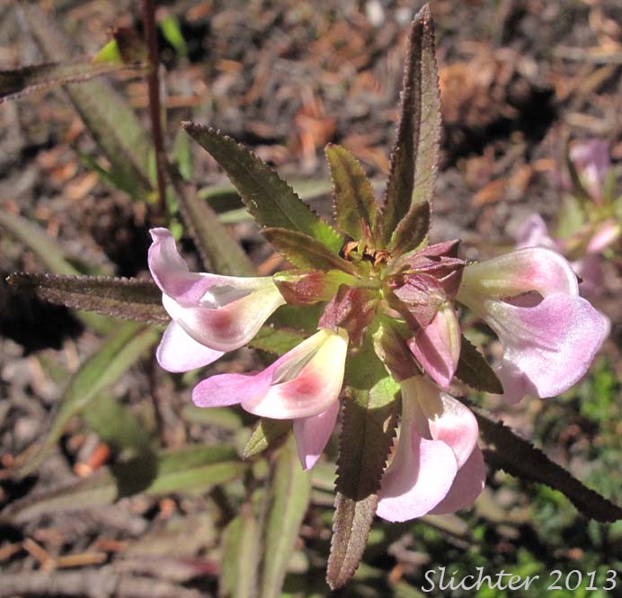 Ram's-horn Lousewort, Ram's Horn Pedicularis, Sickletop Lousewort, Sickle-top Lousewort: Pedicularis racemosa var. racemosa (Synonym: Pedicularis racemosa ssp. racemosa)