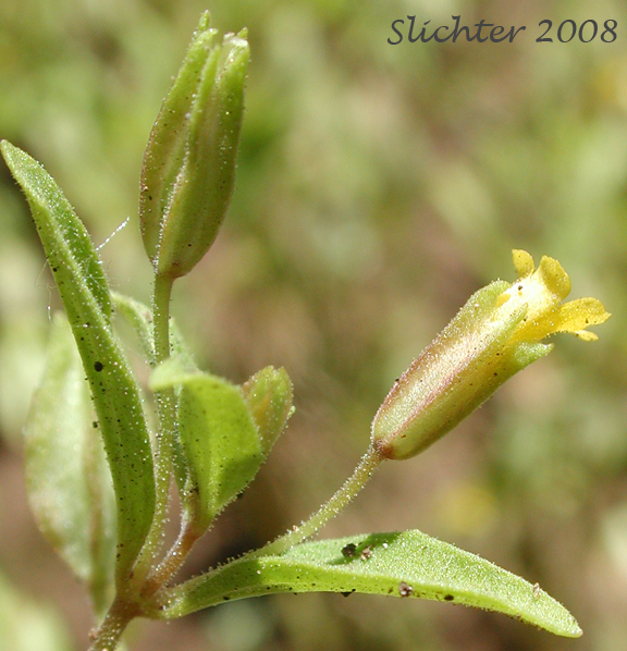 Shortflower Monkeyflower, Short-flowered Monkeyflower, Short-flowered Monkey Flower: Erythranthe breviflora (Synonyms: Mimulus breviflorus, Mimulus breviflorus ssp. breviflorus, Mimulus breviflorus ssp. robustus, Mimulus inflatulus)