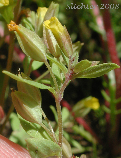 Shortflower Monkeyflower, Short-flowered Monkeyflower, Short-flowered Monkey Flower: Erythranthe breviflora (Synonyms: Mimulus breviflorus, Mimulus breviflorus ssp. breviflorus, Mimulus breviflorus ssp. robustus, Mimulus inflatulus)
