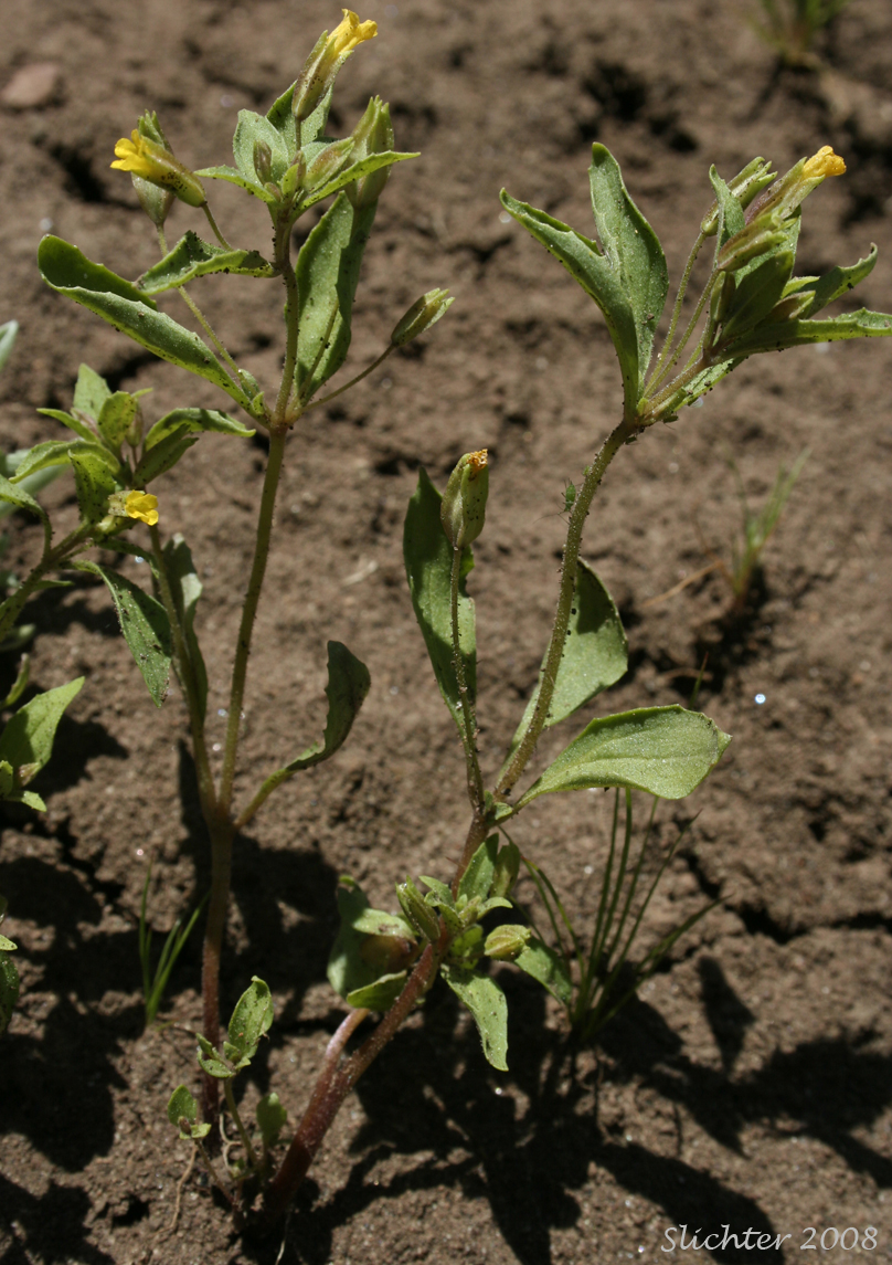 Shortflower Monkeyflower, Short-flowered Monkeyflower, Short-flowered Monkey Flower: Erythranthe breviflora (Synonyms: Mimulus breviflorus, Mimulus breviflorus ssp. breviflorus, Mimulus breviflorus ssp. robustus, Mimulus inflatulus)