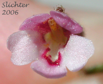 Brewer's Monkeyflower, Brewer's Monkey-flower: Mimulus breweri (Synoyms: Mimulus breweri, Mimulus rubellus, Mimulus rubellus var. breweri)