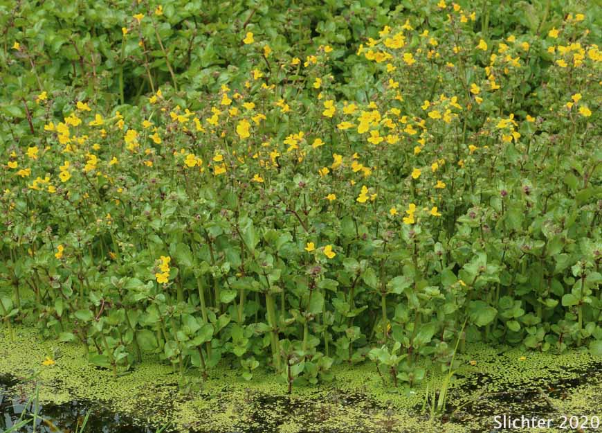 Common Monkeyflower, Common Monkey Flower, Seep Monkeyflower, Seep Monkey-flower, Yellow Monkey Flower: Erythranthe guttata (Synonyms: Mimulus guttatus, Mimulus guttatus ssp. guttatus, Mimulus guttatus var. guttatus, Mimulus guttatus var. lyratus, Mimulus guttatus var. puberulus, Mimulus lyratus, Mimulus langsdorffii)