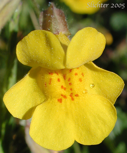 Flower of Common Monkeyflower, Common Monkey Flower, Seep Monkeyflower, Seep Monkey-flower, Yellow Monkey Flower: Erythranthe guttata (Synonyms: Mimulus guttatus, Mimulus guttatus ssp. guttatus, Mimulus guttatus var. guttatus, Mimulus guttatus var. lyratus, Mimulus guttatus var. puberulus, Mimulus lyratus, Mimulus langsdorffii)