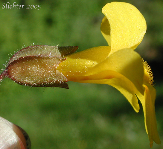 Common Monkeyflower, Common Monkey Flower, Seep Monkeyflower, Seep Monkey-flower, Yellow Monkey Flower: Erythranthe guttata (Synonyms: Mimulus guttatus, Mimulus guttatus ssp. guttatus, Mimulus guttatus var. guttatus, Mimulus guttatus var. lyratus, Mimulus guttatus var. puberulus, Mimulus lyratus, Mimulus langsdorffii)