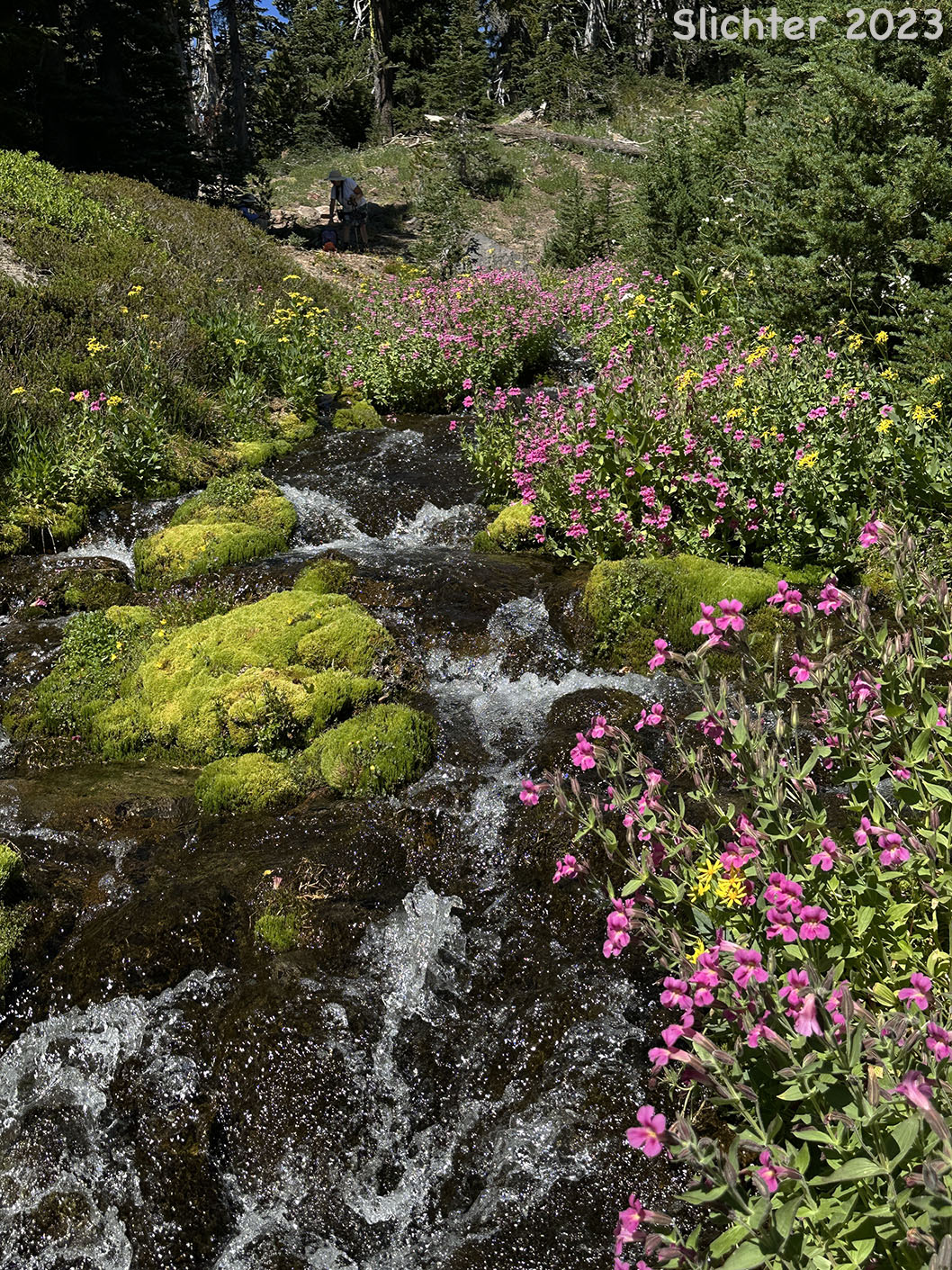 Habitat of Great Purple Monkeyflower, Lewis' Monkeyflower, Lewis' Monkey Flower, Purple Monkeyflower, Purple Monkey-flower: Erythranthe lewisii (Synonym: Mimulus lewisii)