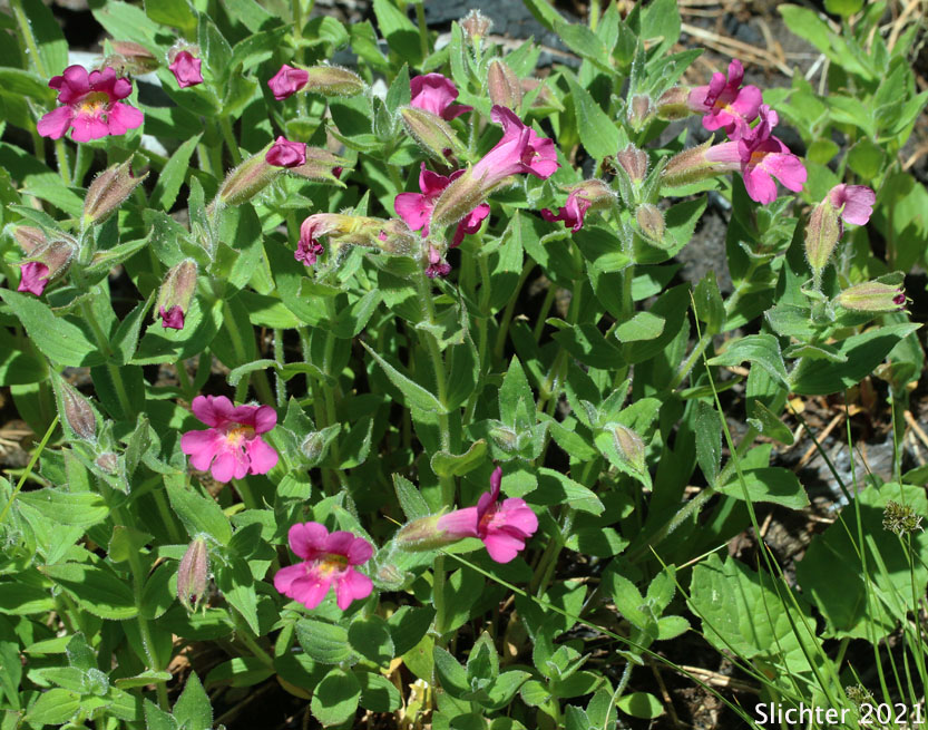 Great Purple Monkeyflower, Lewis' Monkeyflower, Lewis' Monkey Flower, Purple Monkeyflower, Purple Monkey-flower: Erythranthe lewisii (Synonym: Mimulus lewisii)