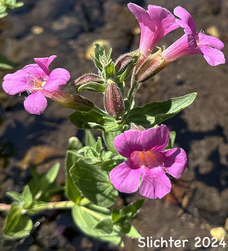 Great Purple Monkeyflower, Lewis' Monkeyflower, Lewis' Monkey Flower, Purple Monkeyflower, Purple Monkey-flower: Erythranthe lewisii (Synonym: Mimulus lewisii)