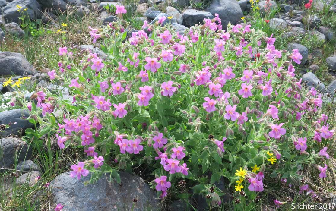 Great Purple Monkeyflower, Lewis' Monkeyflower, Lewis' Monkey Flower, Purple Monkeyflower, Purple Monkey-flower: Erythranthe lewisii (Synonym: Mimulus lewisii)