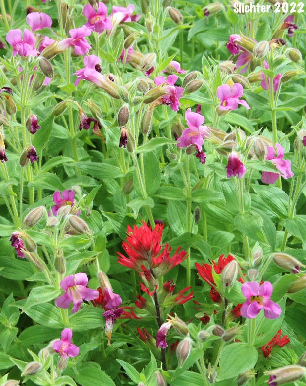 Great Purple Monkeyflower, Lewis' Monkeyflower, Lewis' Monkey Flower, Purple Monkeyflower, Purple Monkey-flower: Erythranthe lewisii (Synonym: Mimulus lewisii)