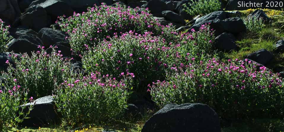 Great Purple Monkeyflower, Lewis' Monkeyflower, Lewis' Monkey Flower, Purple Monkeyflower, Purple Monkey-flower: Erythranthe lewisii (Synonym: Mimulus lewisii)