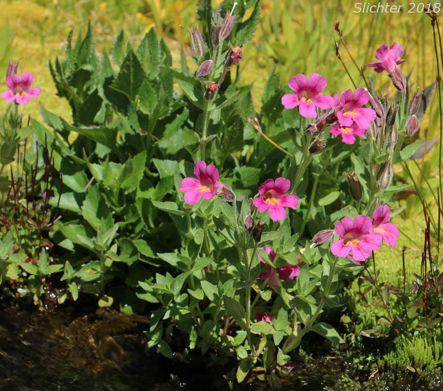 Great Purple Monkeyflower, Lewis' Monkeyflower, Lewis' Monkey Flower, Purple Monkeyflower, Purple Monkey-flower: Erythranthe lewisii (Synonym: Mimulus lewisii)