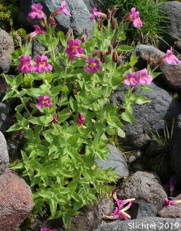 Great Purple Monkeyflower, Lewis' Monkeyflower, Lewis' Monkey Flower, Purple Monkeyflower, Purple Monkey-flower: Erythranthe lewisii (Synonym: Mimulus lewisii)