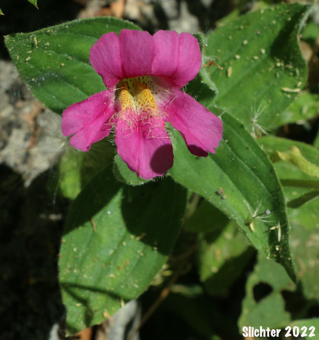 Great Purple Monkeyflower, Lewis' Monkeyflower, Lewis' Monkey Flower, Purple Monkeyflower, Purple Monkey-flower: Erythranthe lewisii (Synonym: Mimulus lewisii)