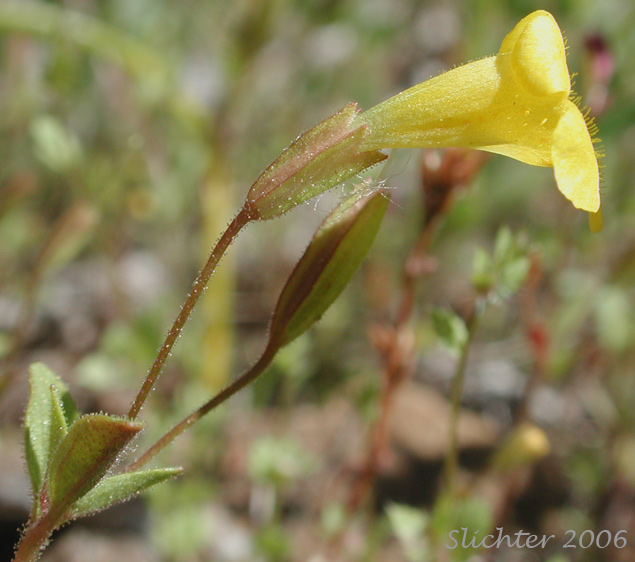 Candelabrum Monkey-flower, Pulsifer's Monkeyflower, Pulsifer's Monkey-flower: Erythranthe pulsiferae (Synonym: Mimulus pulsiferae)