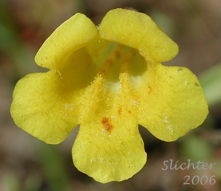Flower of Candelabrum Monkey-flower, Pulsifer's Monkeyflower, Pulsifer's Monkey-flower: Erythranthe pulsiferae (Synonym: Mimulus pulsiferae)