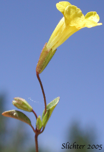 Candelabrum Monkey-flower, Pulsifer's Monkeyflower, Pulsifer's Monkey-flower: Erythranthe pulsiferae (Synonym: Mimulus pulsiferae)