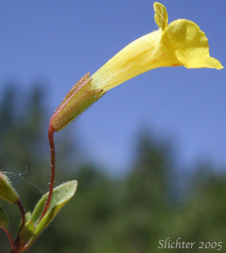 Candelabrum Monkey-flower, Pulsifer's Monkeyflower, Pulsifer's Monkey-flower: Erythranthe pulsiferae (Synonym: Mimulus pulsiferae)