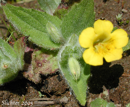 Musk-flower, Musk Monkeyflower, Musk-plant, Sticky Monkey-flower: Erythranthe moschata (Synonyms: Mimulus moschatus, Mimulus moschatus var. moschatus, Mimulus moschatus var. pallidiflorus, Mimulus moschatus var. sessilifolius)