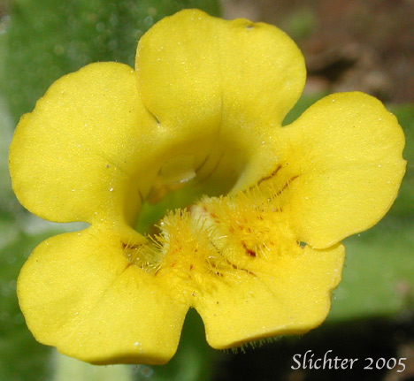 Flower of Musk-flower, Musk Monkeyflower, Musk-plant, Sticky Monkey-flower: Erythranthe moschata (Synonyms: Mimulus moschatus, Mimulus moschatus var. moschatus, Mimulus moschatus var. pallidiflorus, Mimulus moschatus var. sessilifolius)