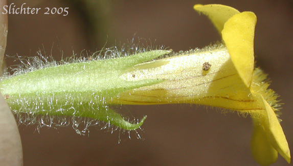 Musk-flower, Musk Monkeyflower, Musk-plant, Sticky Monkey-flower: Erythranthe moschata (Synonyms: Mimulus moschatus, Mimulus moschatus var. moschatus, Mimulus moschatus var. pallidiflorus, Mimulus moschatus var. sessilifolius)