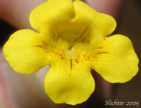 Flower of Musk-flower, Musk Monkeyflower, Musk-plant, Sticky Monkey-flower: Erythranthe moschata (Synonyms: Mimulus moschatus, Mimulus moschatus var. moschatus, Mimulus moschatus var. pallidiflorus, Mimulus moschatus var. sessilifolius)