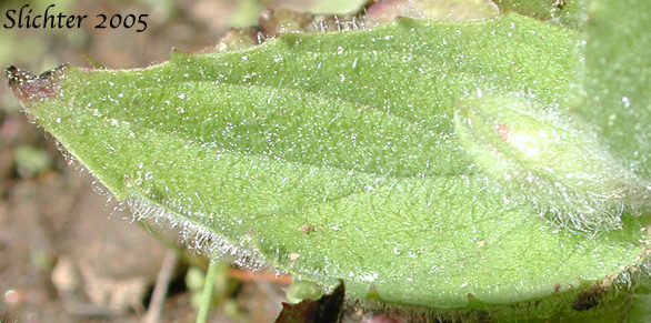 Leaf of Musk-flower, Musk Monkeyflower, Musk-plant, Sticky Monkey-flower: Erythranthe moschata (Synonyms: Mimulus moschatus, Mimulus moschatus var. moschatus, Mimulus moschatus var. pallidiflorus, Mimulus moschatus var. sessilifolius)