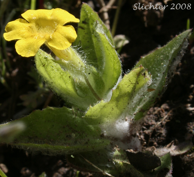 Musk-flower, Musk Monkeyflower, Musk-plant, Sticky Monkey-flower: Erythranthe moschata (Synonyms: Mimulus moschatus, Mimulus moschatus var. moschatus, Mimulus moschatus var. pallidiflorus, Mimulus moschatus var. sessilifolius)