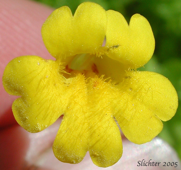 Close-up frontal view of the corolla of Primrose Monkeyflower, Primrose Monkey-flower: Erythranthe primuloides (Synonyms: Mimulus pilosellus, Mimulus primuloides, Mimulus primuloides ssp. pilosellus, Mimulus primuloides var. minimus, Mimulus primuloides var. pilosellus, Mimulus primuloides var. primuloides)