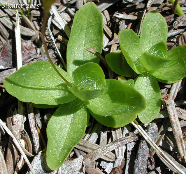 Basal leaves of Primrose Monkeyflower, Primrose Monkey-flower: Erythranthe primuloides (Synonyms: Mimulus pilosellus, Mimulus primuloides, Mimulus primuloides ssp. pilosellus, Mimulus primuloides var. minimus, Mimulus primuloides var. pilosellus, Mimulus primuloides var. primuloides)