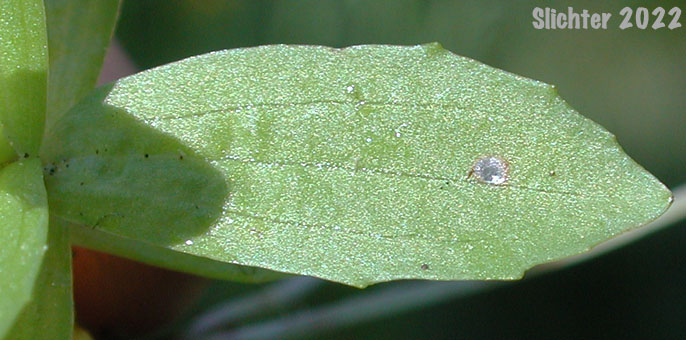 Leaf of Primrose Monkeyflower, Primrose Monkey-flower, Primrose Monkey Flower: Erythranthe primuloides (Synonyms: Mimulus pilosellus, Mimulus primuloides, Mimulus primuloides ssp. pilosellus, Mimulus primuloides var. minimus, Mimulus primuloides var. pilosellus, Mimulus primuloides var. primuloides)