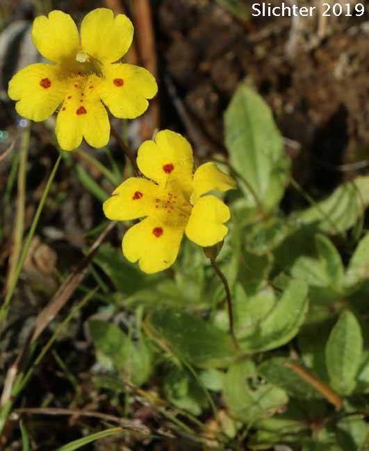 Primrose Monkeyflower, Primrose Monkey-flower: Erythranthe primuloides (Synonyms: Mimulus pilosellus, Mimulus primuloides, Mimulus primuloides ssp. pilosellus, Mimulus primuloides var. minimus, Mimulus primuloides var. pilosellus, Mimulus primuloides var. primuloides)