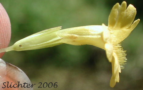 Close-up sideview of the calyx and corolla of Primrose Monkeyflower, Primrose Monkey-flower: Erythranthe primuloides (Synonyms: Mimulus pilosellus, Mimulus primuloides, Mimulus primuloides ssp. pilosellus, Mimulus primuloides var. minimus, Mimulus primuloides var. pilosellus, Mimulus primuloides var. primuloides)
