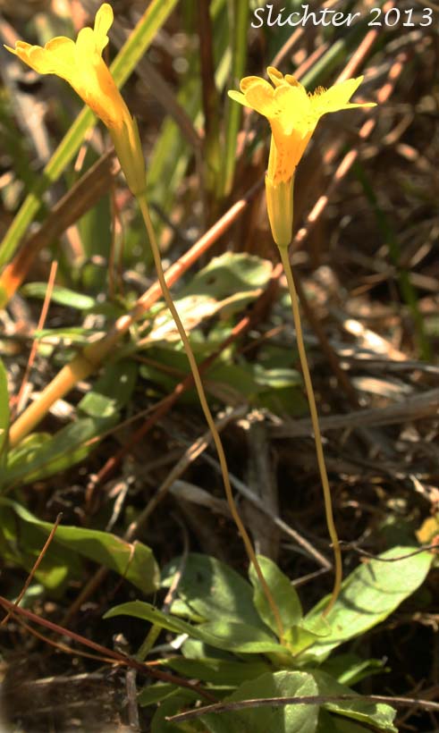 Primrose Monkeyflower, Primrose Monkey-flower: Erythranthe primuloides (Synonyms: Mimulus pilosellus, Mimulus primuloides, Mimulus primuloides ssp. pilosellus, Mimulus primuloides var. minimus, Mimulus primuloides var. pilosellus, Mimulus primuloides var. primuloides)