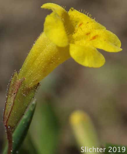 Candelabrum Monkey-flower, Pulsifer's Monkeyflower, Pulsifer's Monkey-flower: Erythranthe pulsiferae (Synonym: Mimulus pulsiferae)