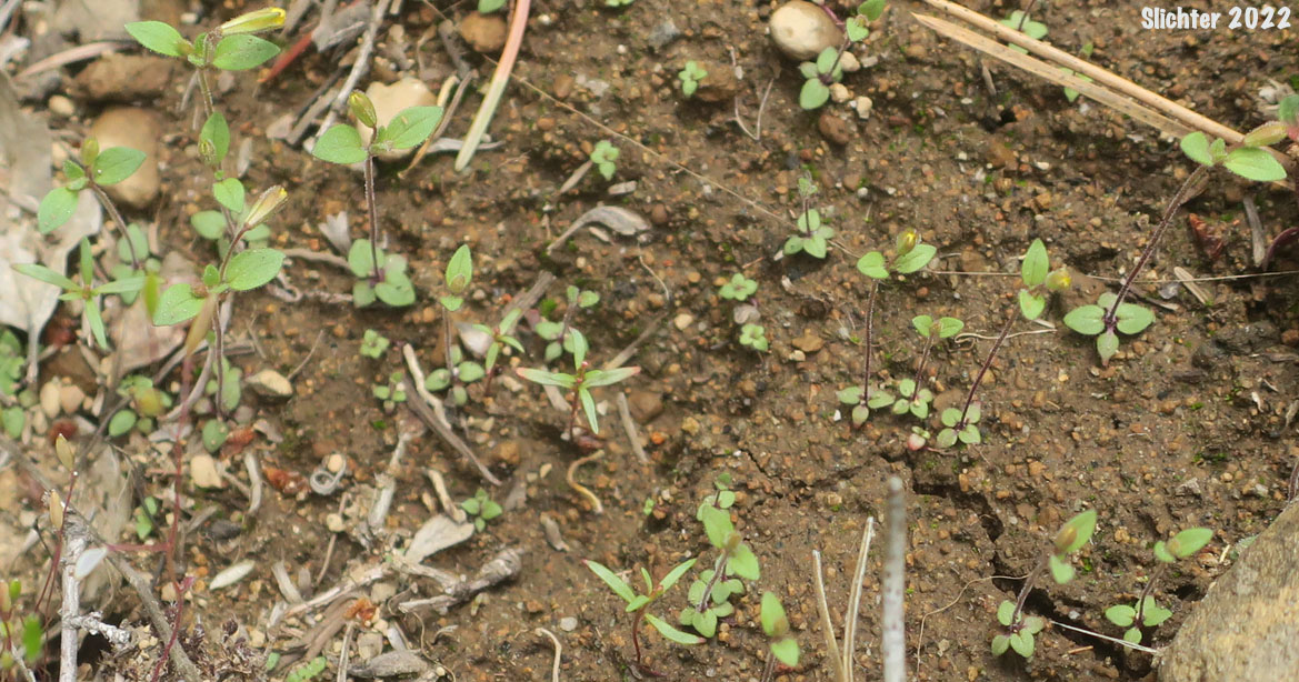 Adult plants and seedlings of Candelabrum Monkey-flower, Pulsifer's Monkeyflower, Pulsifer's Monkey-flower: Erythranthe pulsiferae (Synonym: Mimulus pulsiferae)