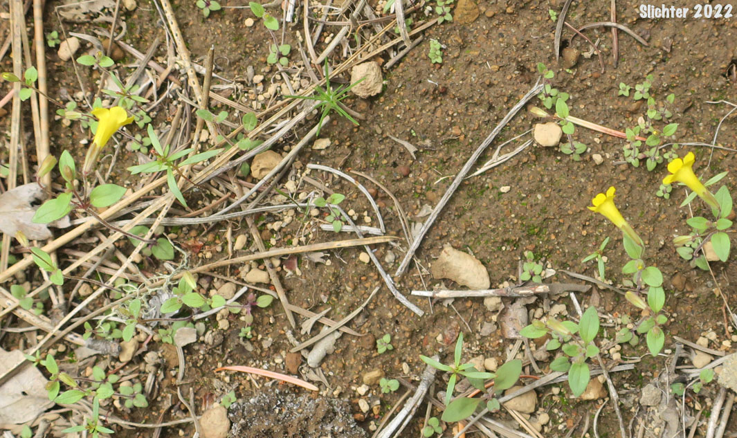 Seedlings and adult plants of Candelabrum Monkey-flower, Pulsifer's Monkeyflower, Pulsifer's Monkey-flower: Erythranthe pulsiferae (Synonym: Mimulus pulsiferae)