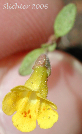 Candelabrum Monkeyflower, Pulsifer's Monkeyflower, Pulsifer's Monkey Flower: Mimulus pulsiferae