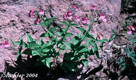 Woodland Beardtongue, Woodland Beard Tongue, Woodland Penstemon: Nothochelone nemorosa (Synonym: Penstemon nemorosus)