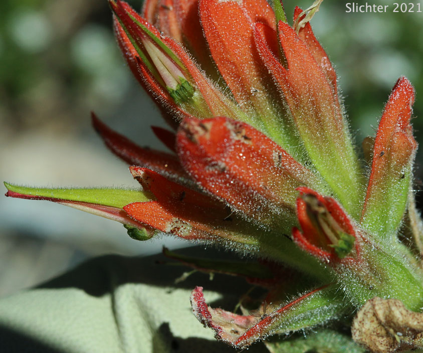 Inflorescence of Harsh Paintbrush: Castilleja hispida var. acuta (Synonyms: Castilleja hispida Benth. ssp. acuta, Castilleja taedifera)