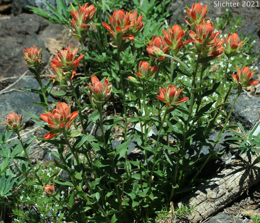 Harsh Paintbrush: Castilleja hispida var. acuta (Synonyms: Castilleja hispida Benth. ssp. acuta, Castilleja taedifera)