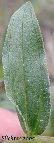 Stem leaf of Harsh Paintbrush: Castilleja hispida var. acuta (Synonyms: Castilleja hispida ssp. acuta, Castilleja taedifera)