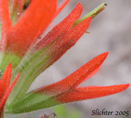 Bract, calyx tube and galea of Harsh Paintbrush: Castilleja hispida var. acuta (Synonyms: Castilleja hispida ssp. acuta, Castilleja taedifera)