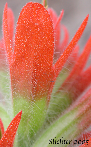 Inflorescence bract of Harsh Paintbrush: Castilleja hispida var. acuta (Synonyms: Castilleja hispida ssp. acuta, Castilleja taedifera)