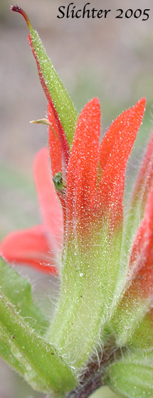 Calyx tube and galea of Harsh Paintbrush: Castilleja hispida var. acuta (Synonyms: Castilleja hispida ssp. acuta, Castilleja taedifera)