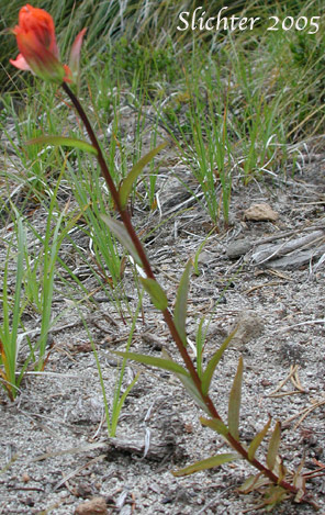 Harsh Paintbrush: Castilleja hispida var. acuta (Synonyms: Castilleja hispida ssp. acuta, Castilleja taedifera)