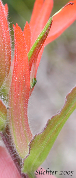 Calyx tube, bract and galea of Harsh Paintbrush: Castilleja hispida var. acuta (Synonyms: Castilleja hispida ssp. acuta, Castilleja taedifera)